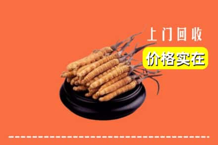 文成县回收冬虫夏草